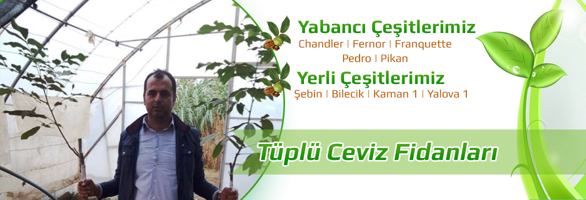 tüplü ceviz fidanları