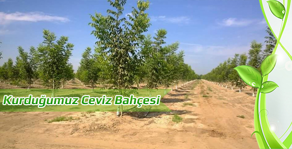 bahce