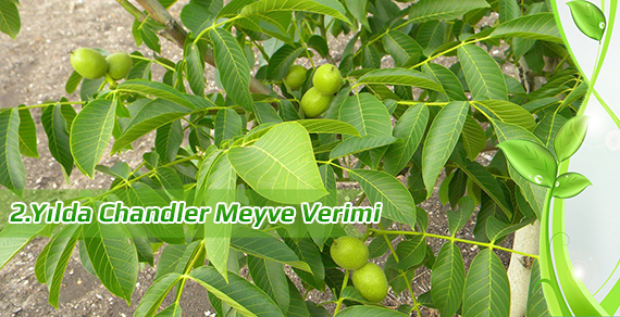 chandler-2-meyve