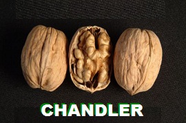 chandler ceviz fidanı