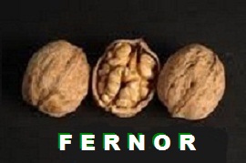 fernor ceviz fidanı