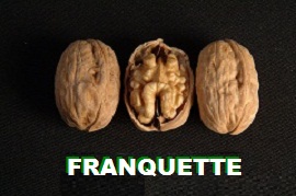 franquette ceviz fidanı