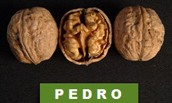 pedro ceviz fidanı