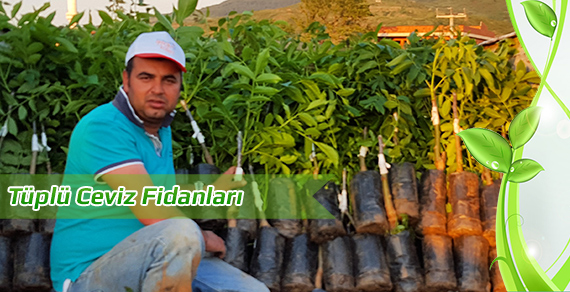 slide-tuplu-ceviz-fidani