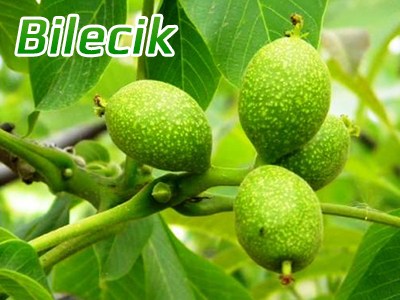 bilecik5