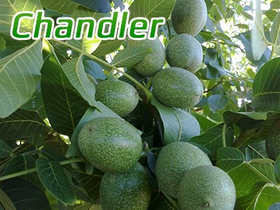 chandler5