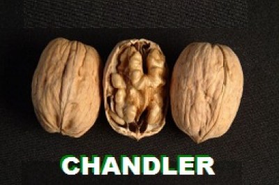 chandler6