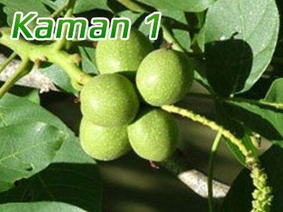 kaman1