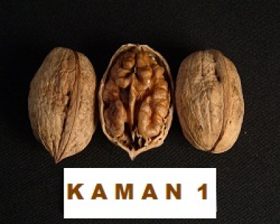kaman_1