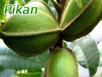 pikan