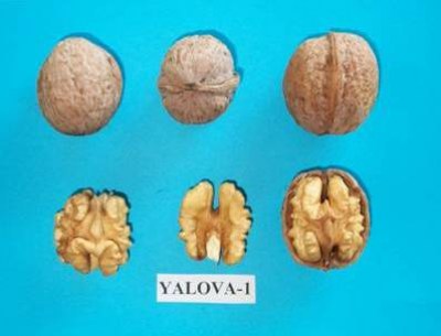 yalova-1-