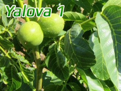 yalova1