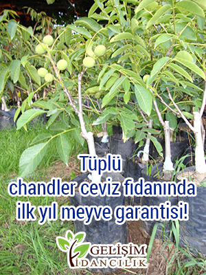 tüplü ceviz fidanları